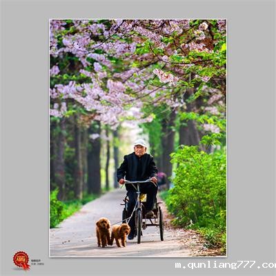 D29 梧桐花开 洪晓东.jpg